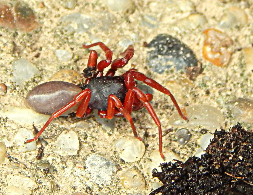 Dysderidae - fojtópókok