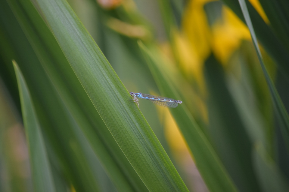 Coenagrion ornatum - díszes légivadász