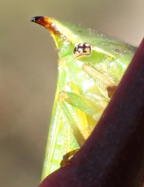 Stictocephala bisonia - bivalykabóca