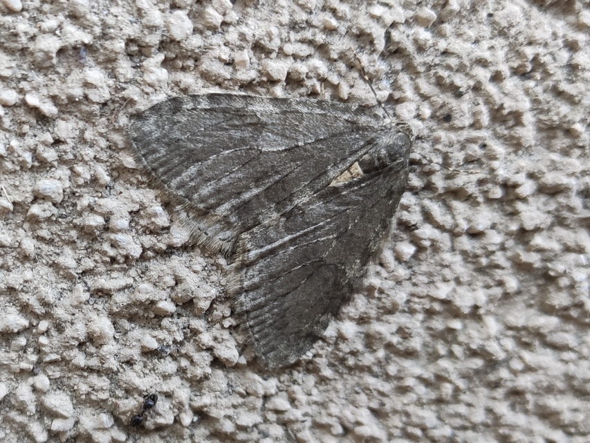 Epirrita christyi/dilutata