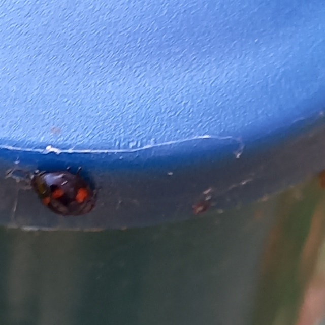Exochomus quadripustulatus - négyfoltos szerecsenkata