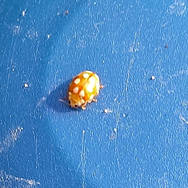 Vibidia duodecimguttata - tizenkétcseppes füsskata