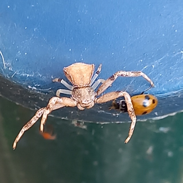 Pistius truncatus - csonka karolópók