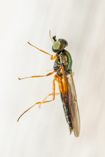 Sargus bipunctatus - kétpettyes fémeslégy