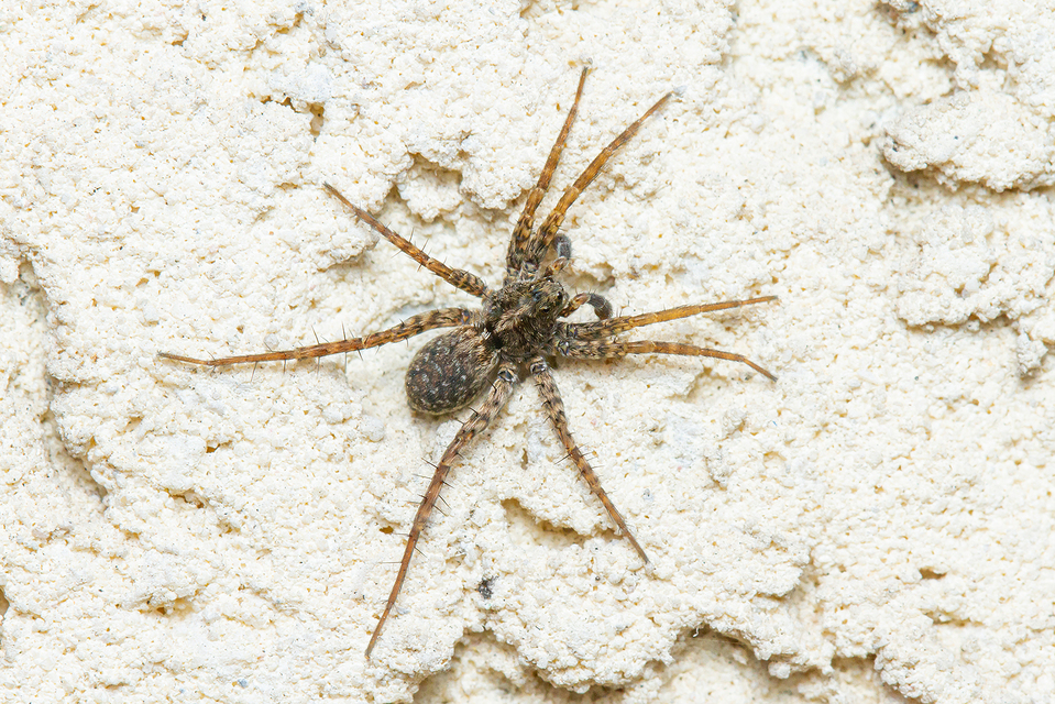 Pardosa