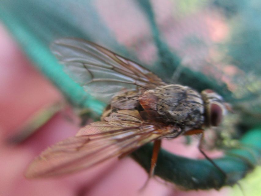 Phaonia