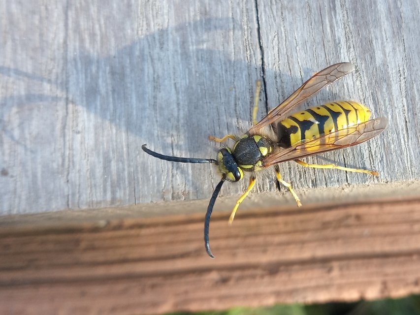 Vespula germanica - német darázs