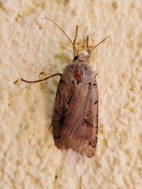 Anchoscelis litura - tarka őszibagoly