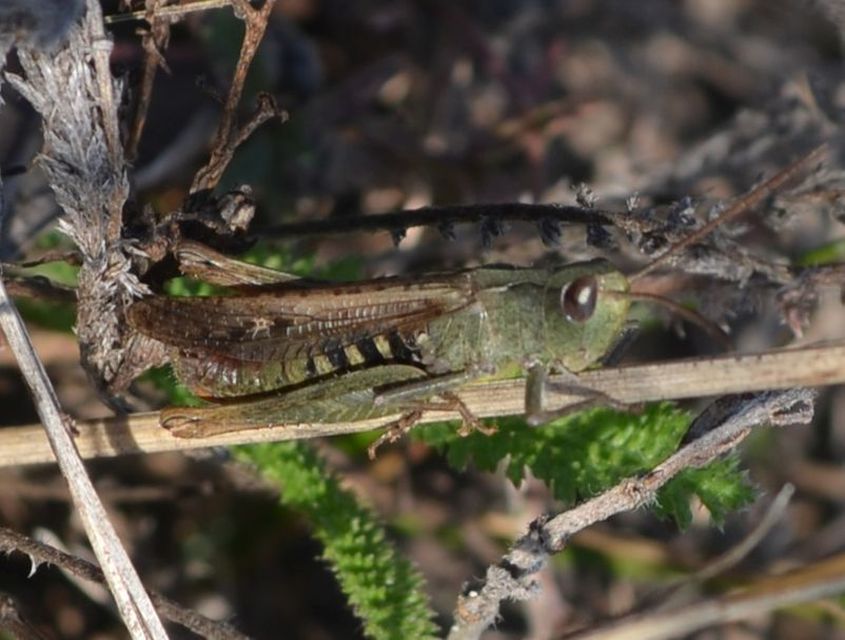 Chorthippus biguttulus - zengő tarlósáska