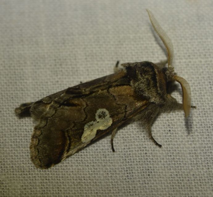 Diloba caeruleocephala - őszi kékesbagoly