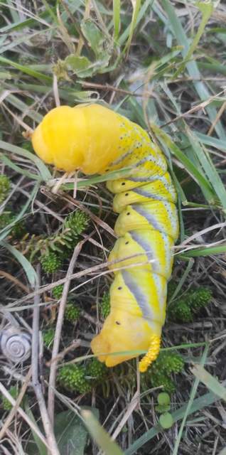 Acherontia atropos - halálfejes lepke