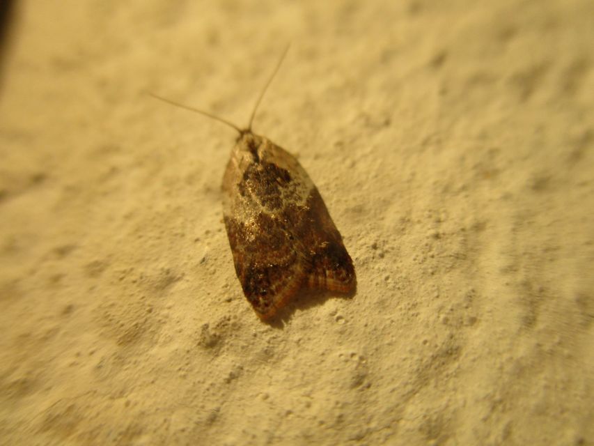 Acleris variegana - tarka levélmoly