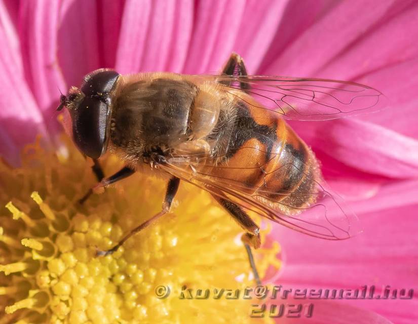 Eristalis tenax - közönséges herelégy