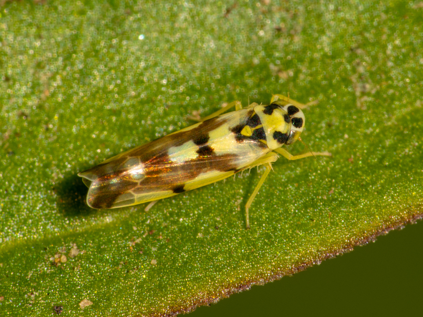 Eupteryx atropunctata