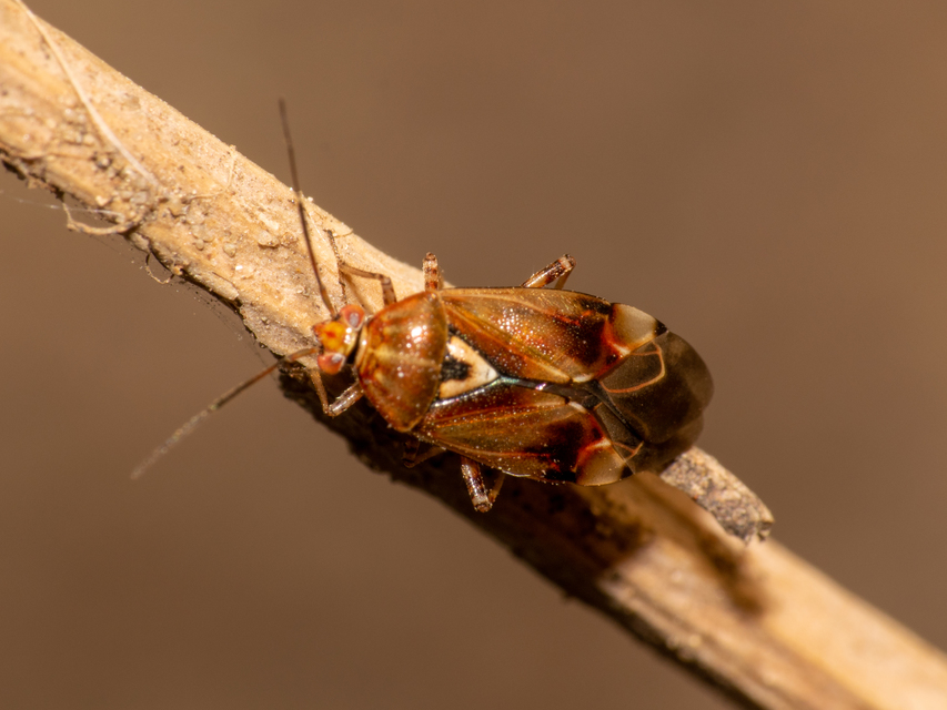 Lygus pratensis - változó mezeipoloska