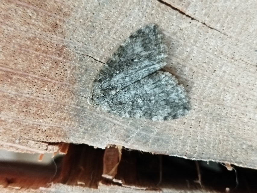 Epirrita christyi/dilutata