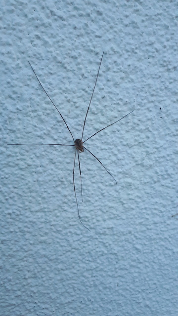 Phalangium opilio