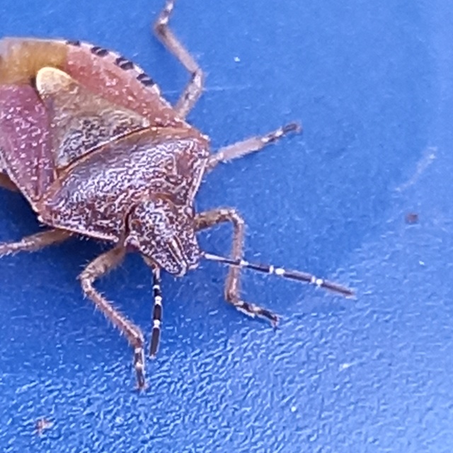 Dolycoris baccarum - közönséges bogyómászó-poloska