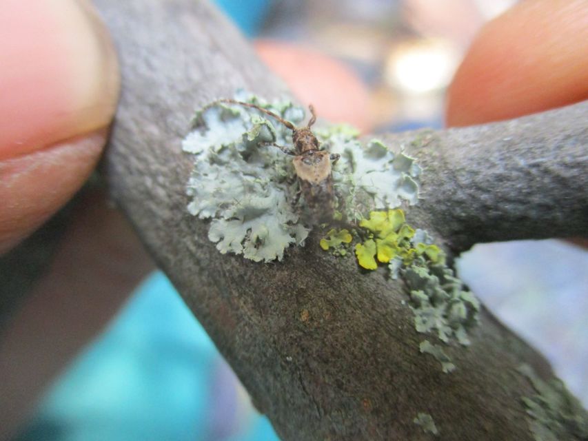 Pogonocherus hispidus - kéttövises ecsetcincér