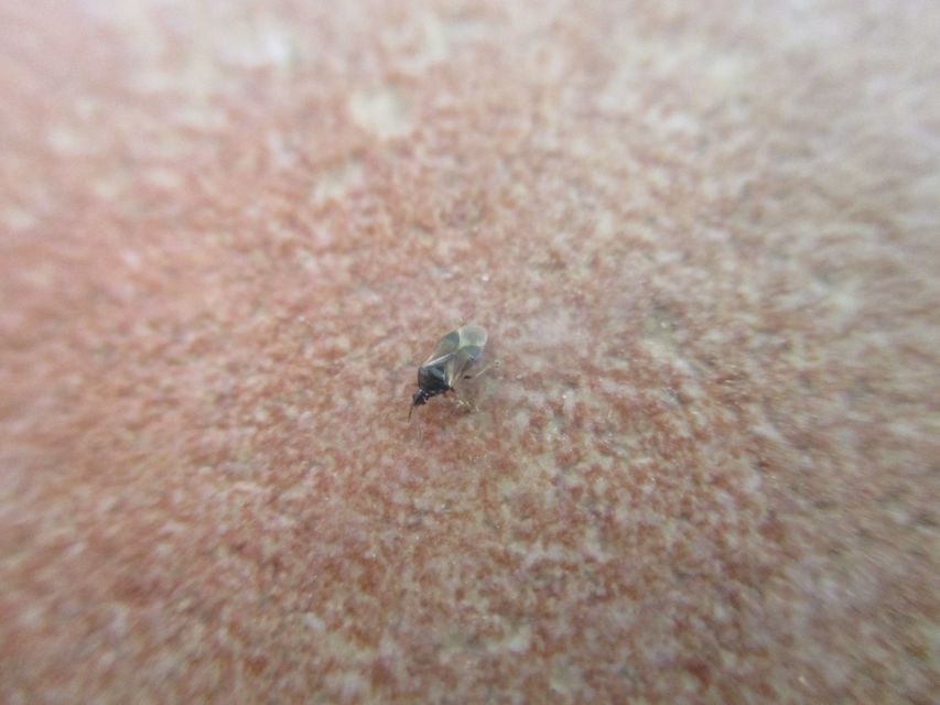 Anthocoridae - virágpoloskák Anthocoridae - virágpoloskák