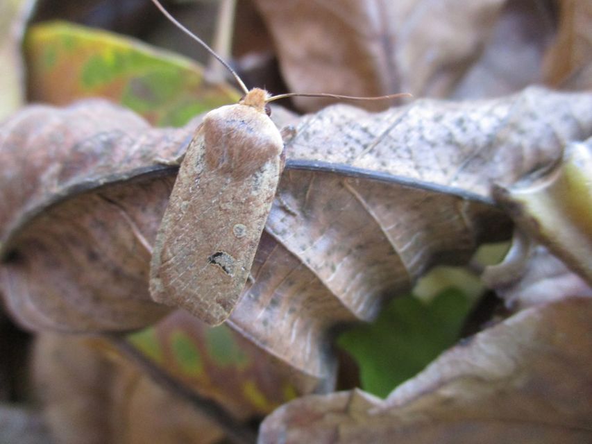 Conistra erythrocephala - vörösfejű őszibagoly