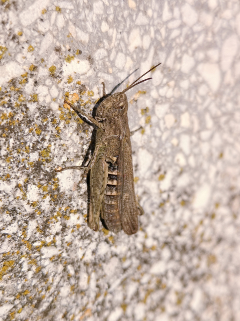 Chorthippus brunneus - közönséges tarlósáska