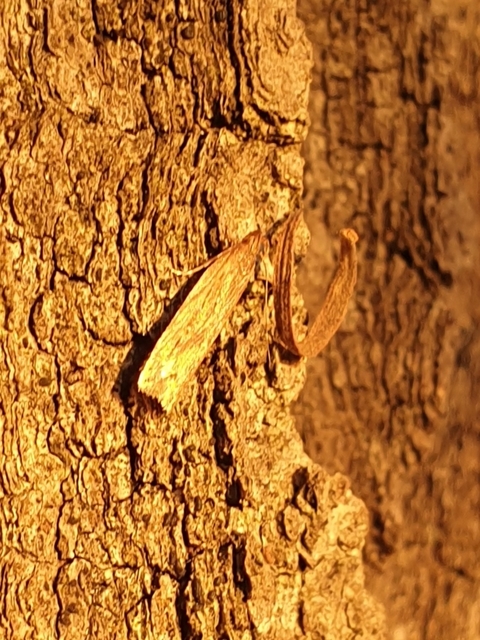 Helcystogramma triannulella - szuláksodró lápimoly