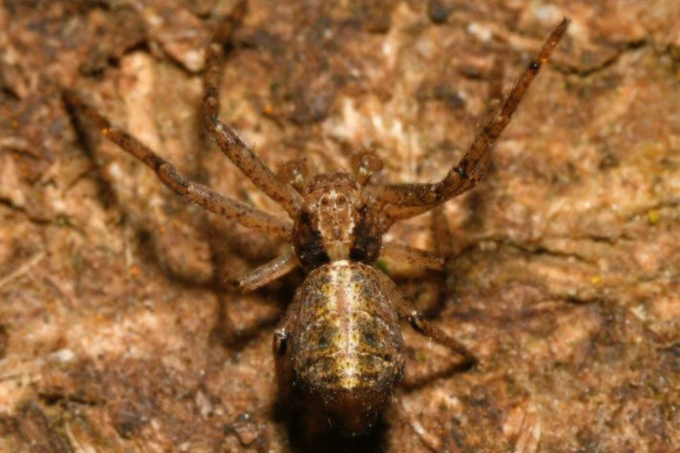 Tmarus