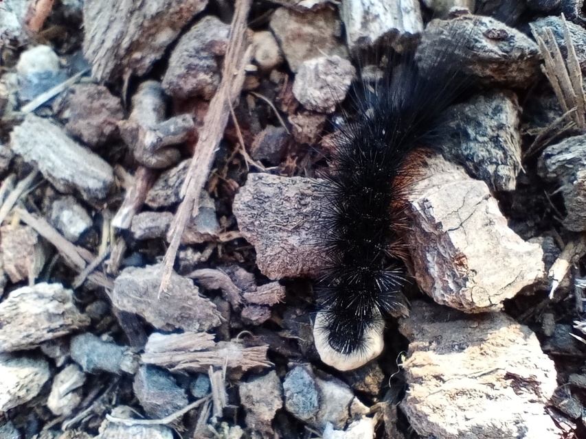Hyphoraia aulica - barna medvelepke