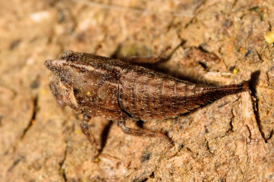 Centrotus cornutus - szarvaskabóca