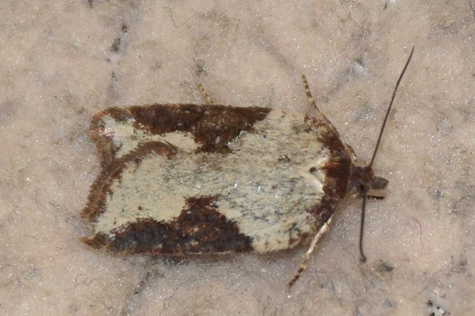 Acleris sparsana - hamvas levélmoly