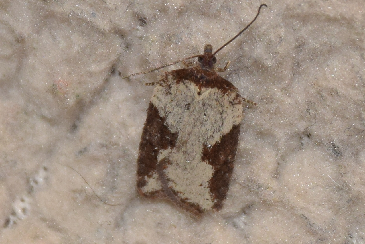 Acleris sparsana - hamvas levélmoly