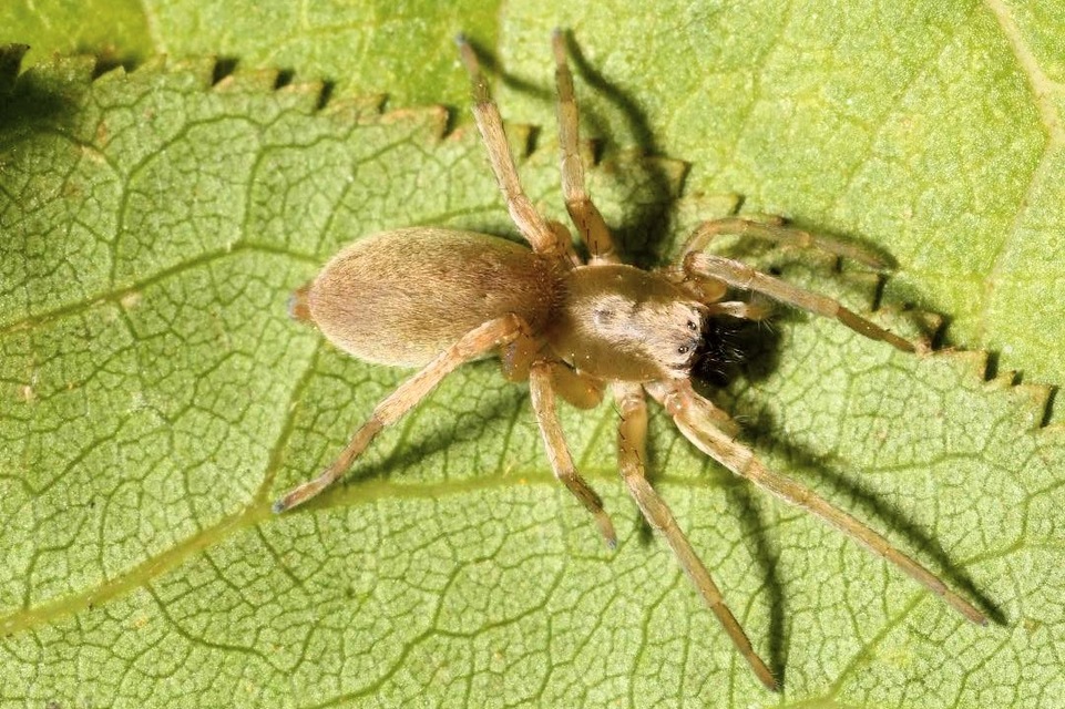 Clubiona