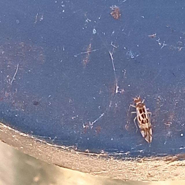 Graphopsocus cruciatus