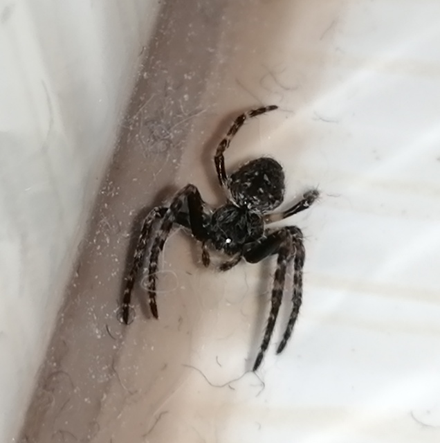 Nuctenea umbratica - közönséges rés-keresztespók