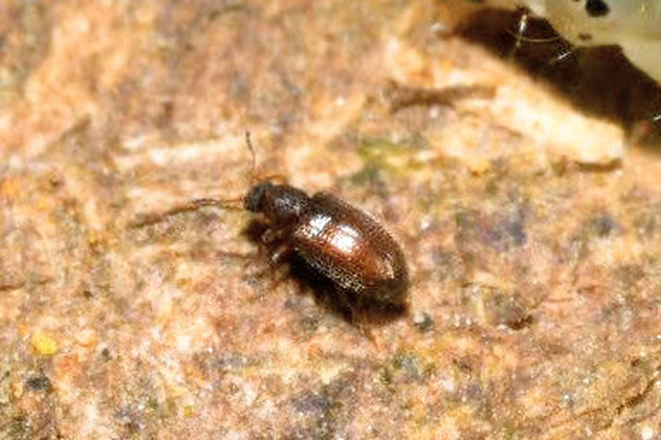 Latridiidae - pudvabogárfélék Latridiidae - pudvabogárfélék