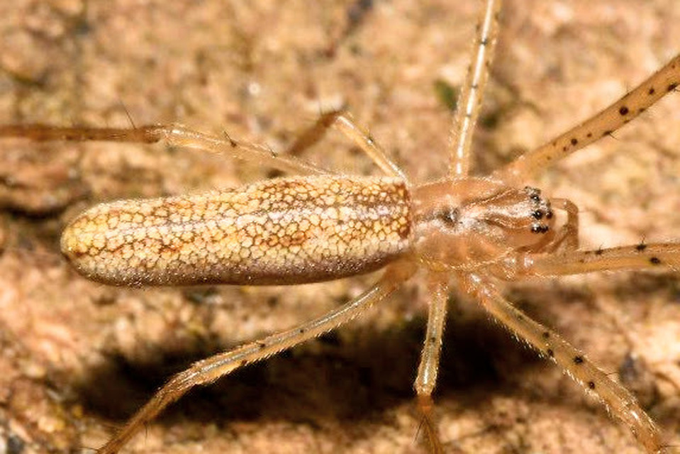 Tetragnatha