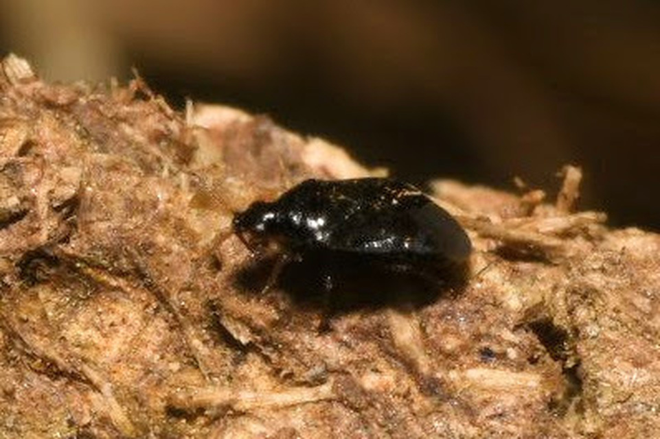 Anthocoridae - virágpoloskák Anthocoridae - virágpoloskák