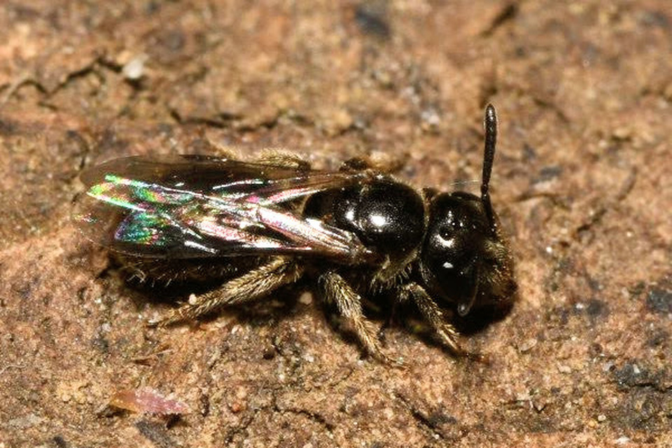 Lasioglossum