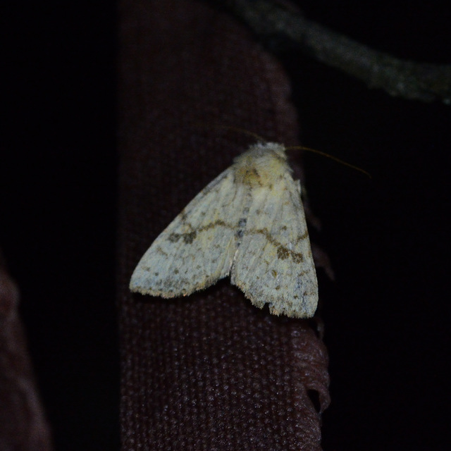 Tiliacea sulphurago - kénes sárgabagoly