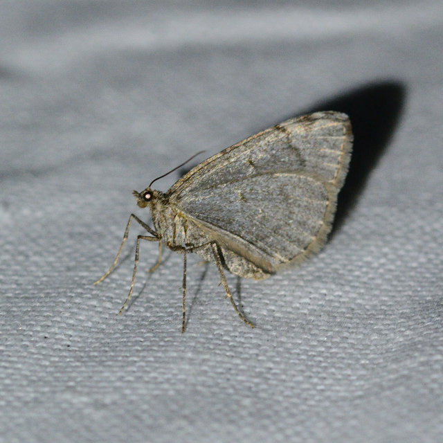 Thera juniperata - boróka-araszoló