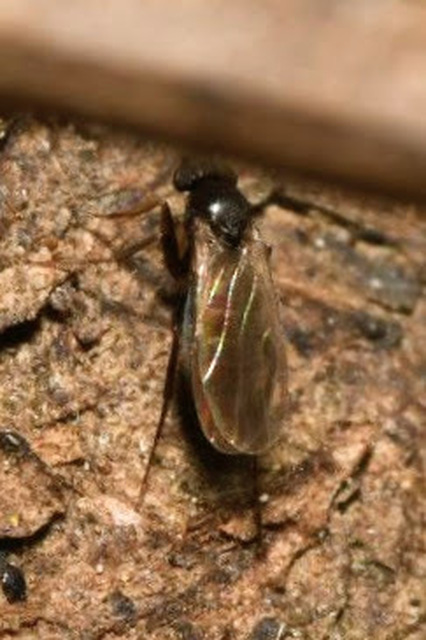 Phoridae - púposlégyfélék
