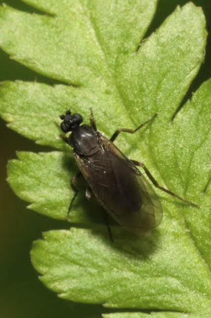 Phoridae - púposlégyfélék