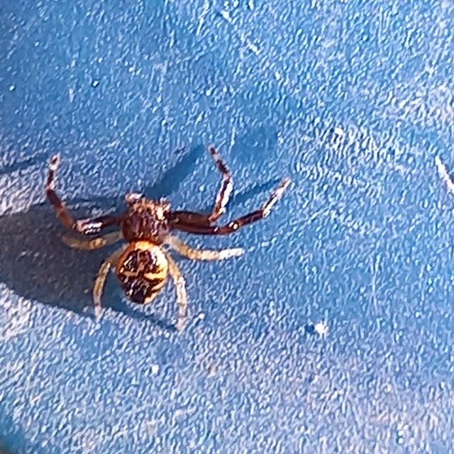 Synema globosum/ornatum