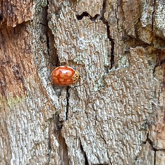 Harmonia quadripunctata - négypettyes katica