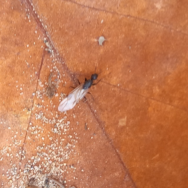 Camponotus
