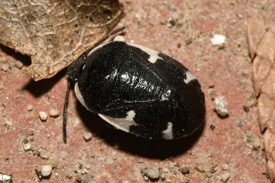 Tritomegas sexmaculatus - hatfoltos földipoloska