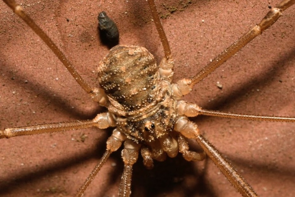 Opilio saxatilis